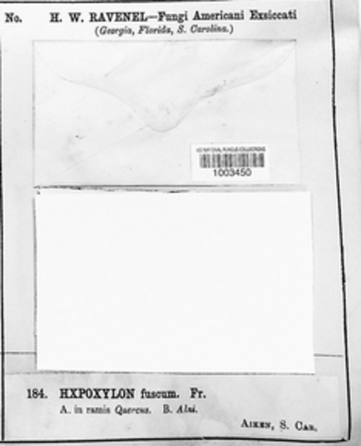 Hypoxylon fuscum image